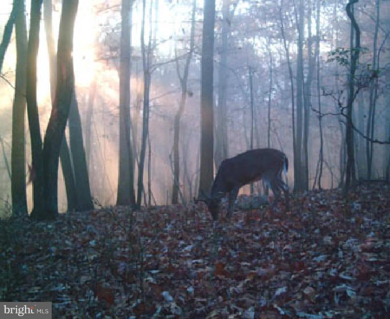 NONE AVAILABLE - Land