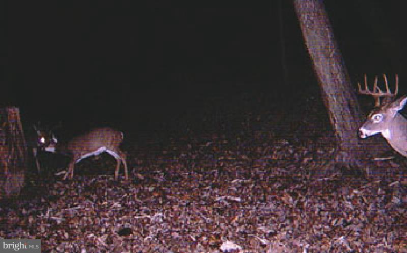 NONE AVAILABLE - Land