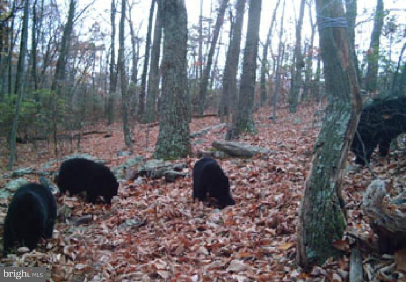 NONE AVAILABLE - Land