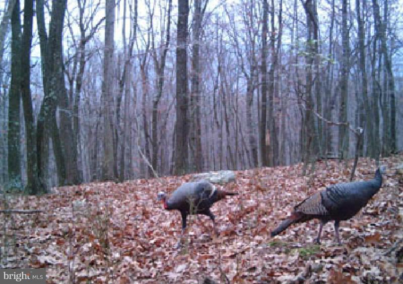 NONE AVAILABLE - Land