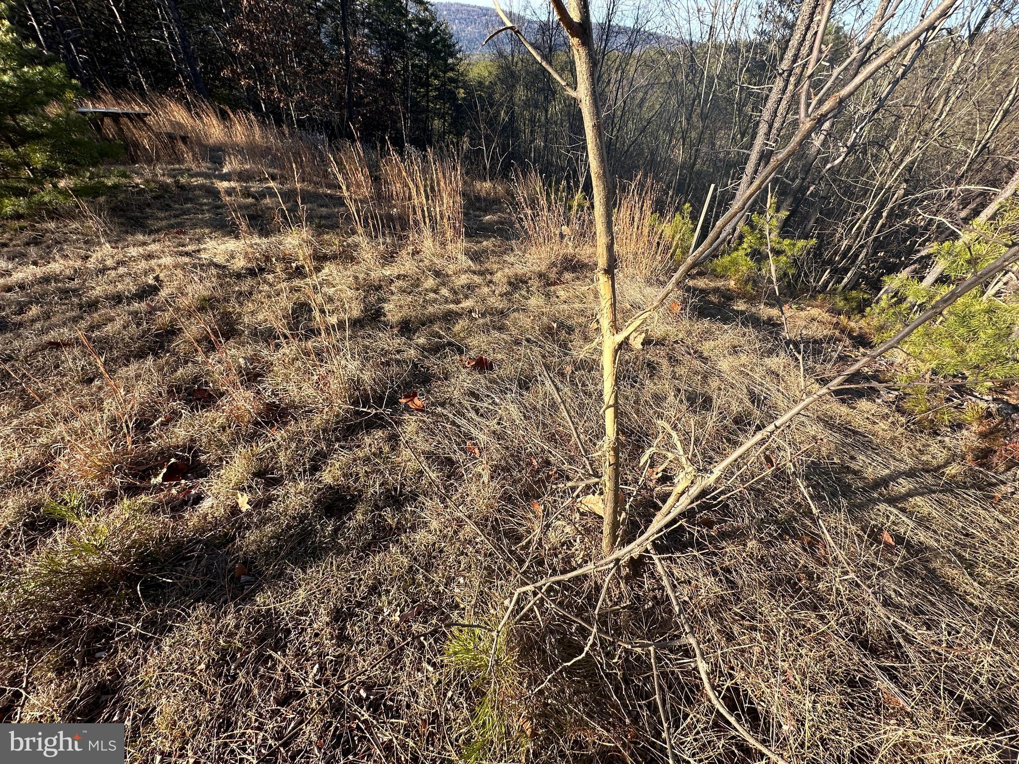 THE WOODLANDS - Land