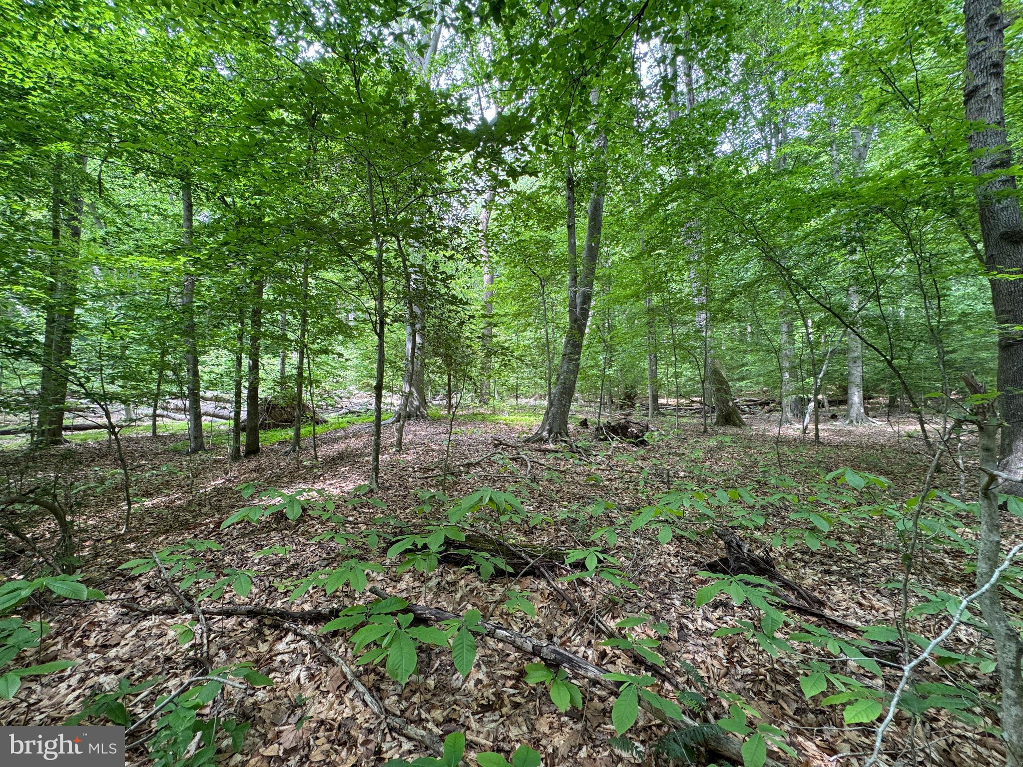 MOYAONE RESERVE - Land