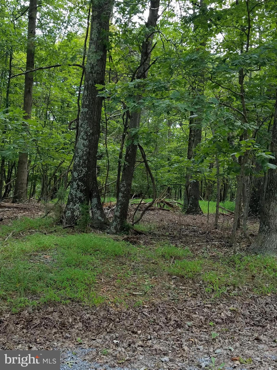 DEER SPRING WOODS - Land