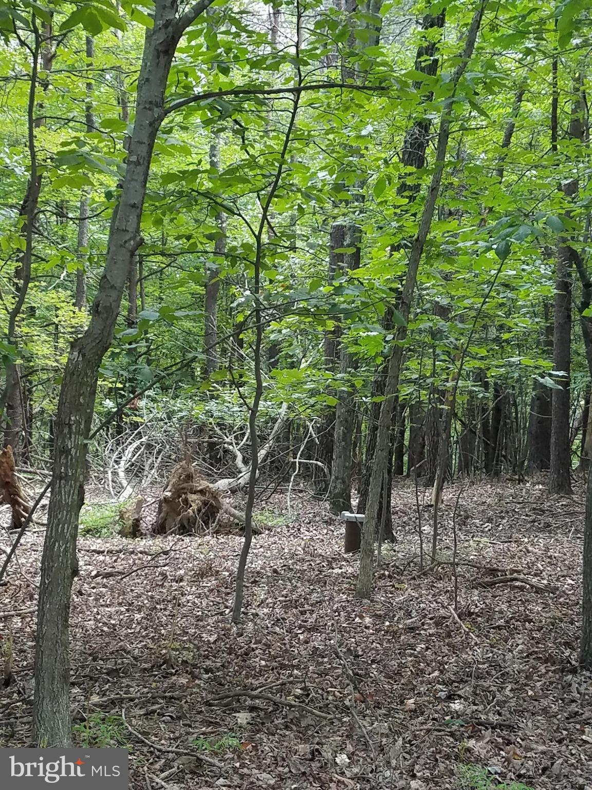 DEER SPRING WOODS - Land