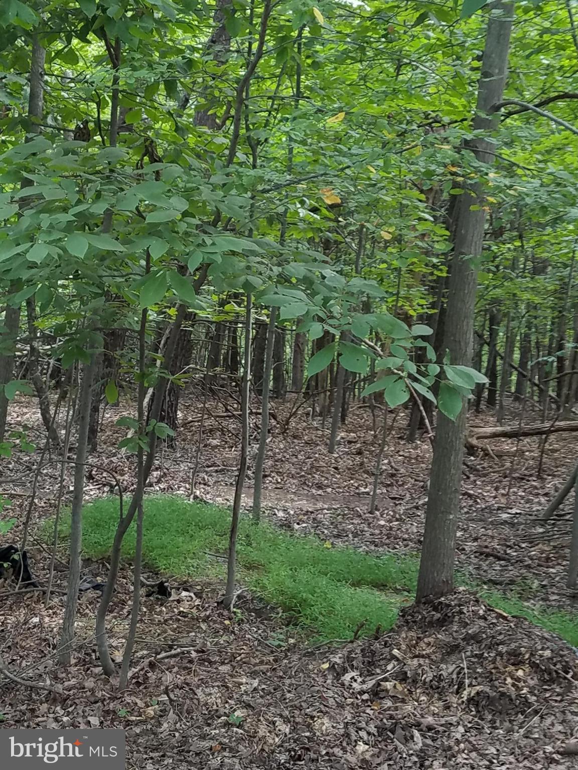 DEER SPRING WOODS - Land