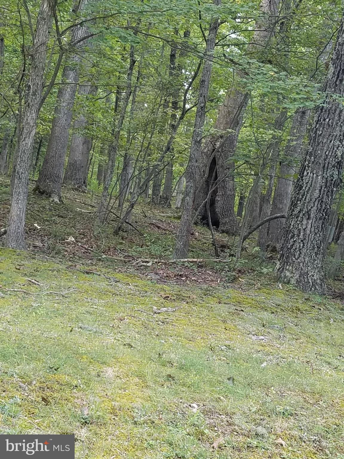 DEER SPRING WOODS - Land