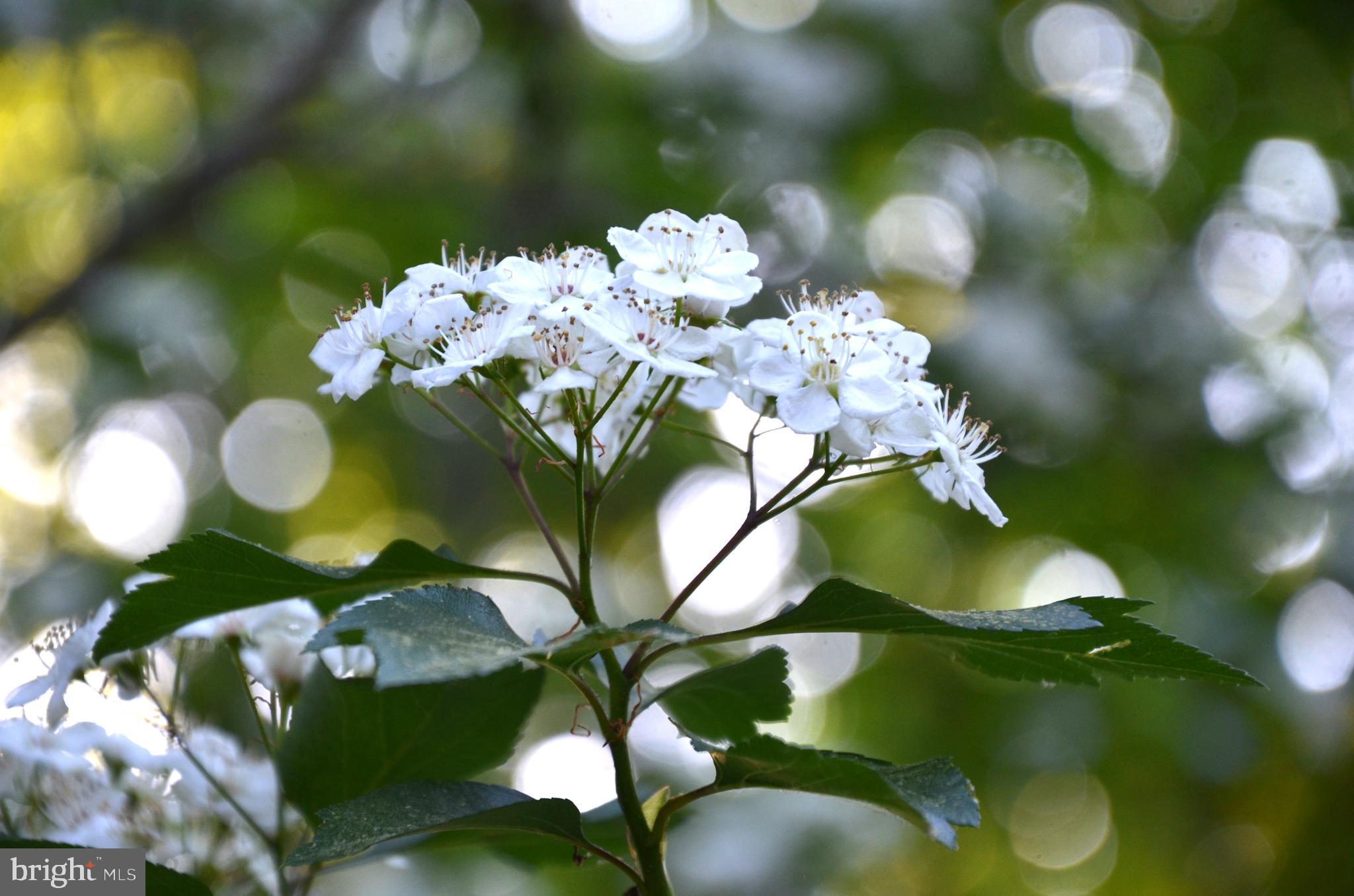 LEWIS CHAPEL - Residential