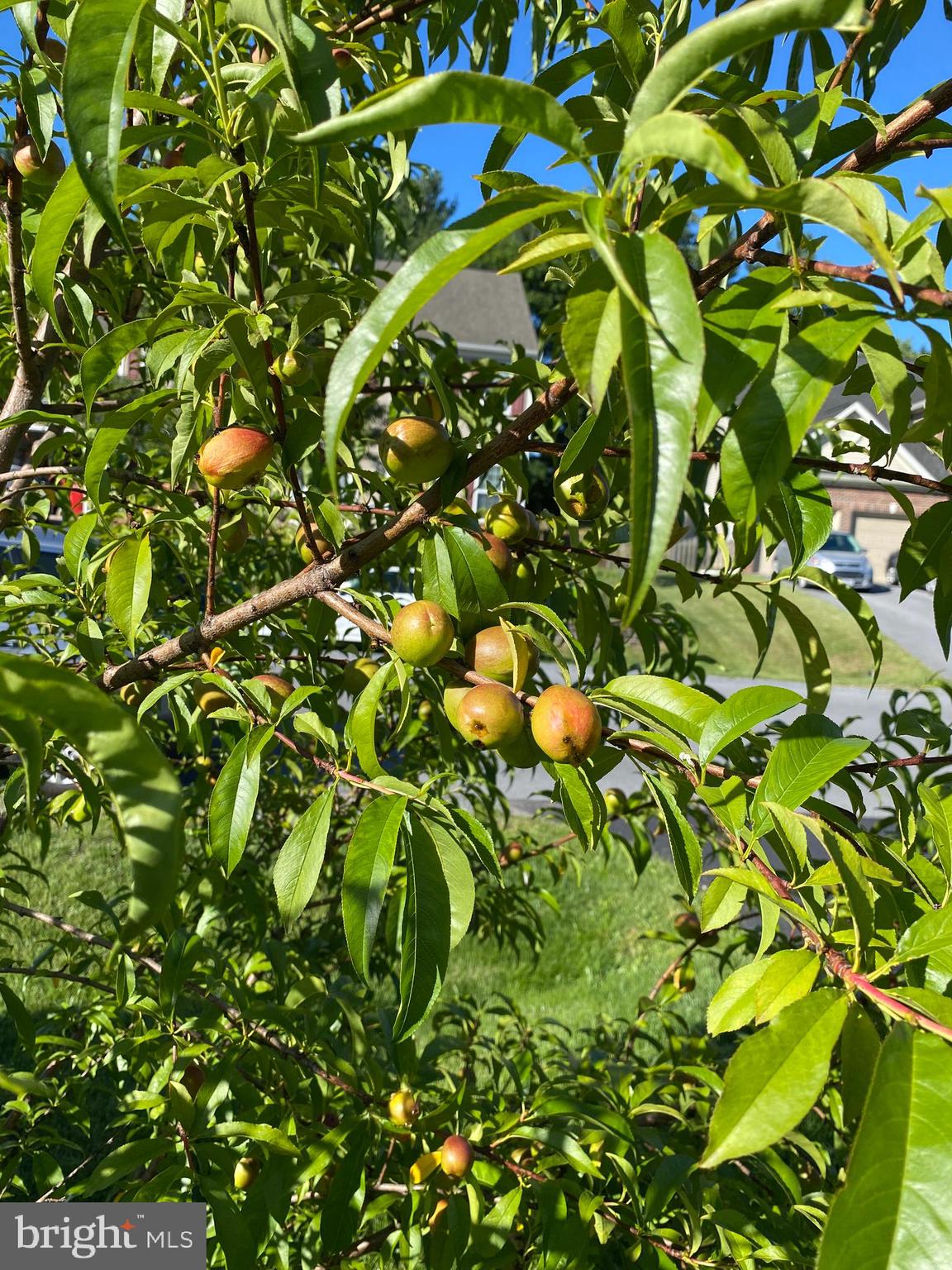 STONEBRIDGE - Residential