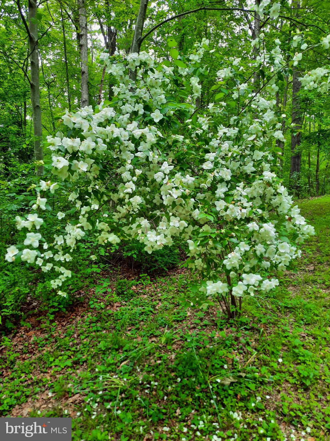 SHENANDOAH - Residential