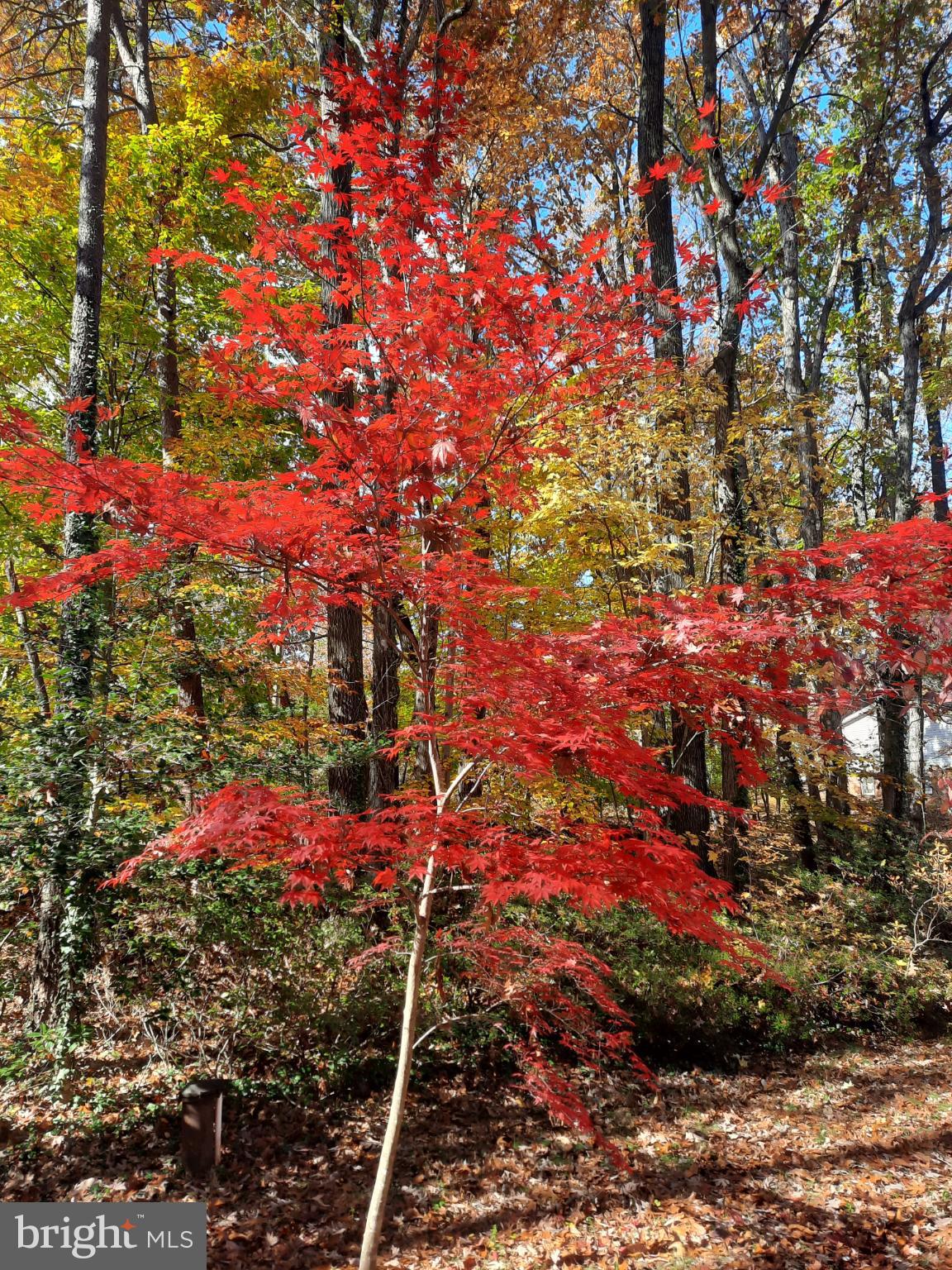 SHENANDOAH - Residential