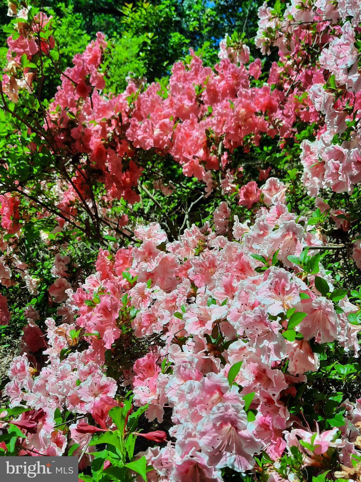 SHENANDOAH - Residential