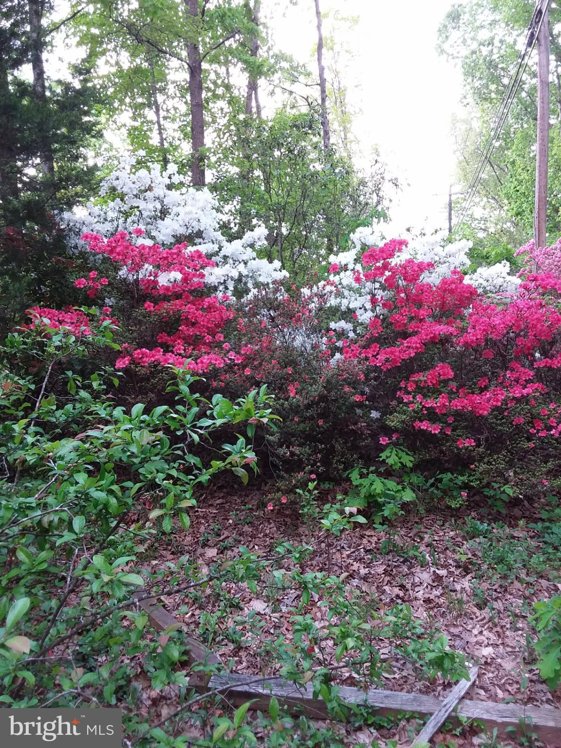 SHENANDOAH - Residential