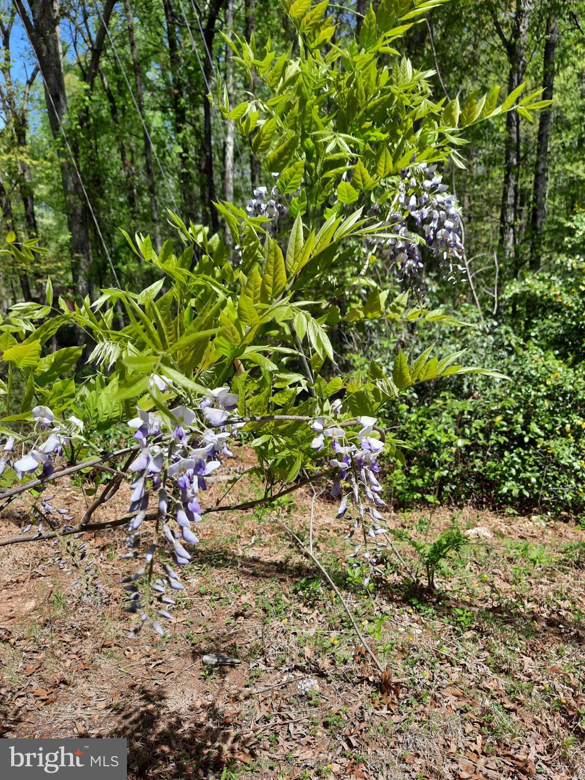 SHENANDOAH - Residential