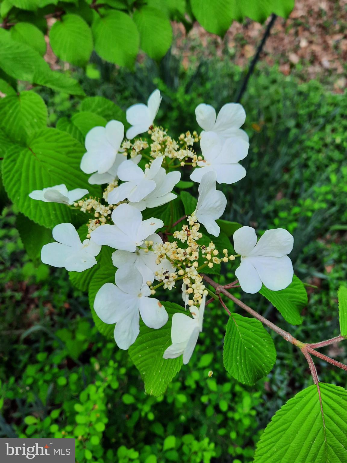 SHENANDOAH - Residential