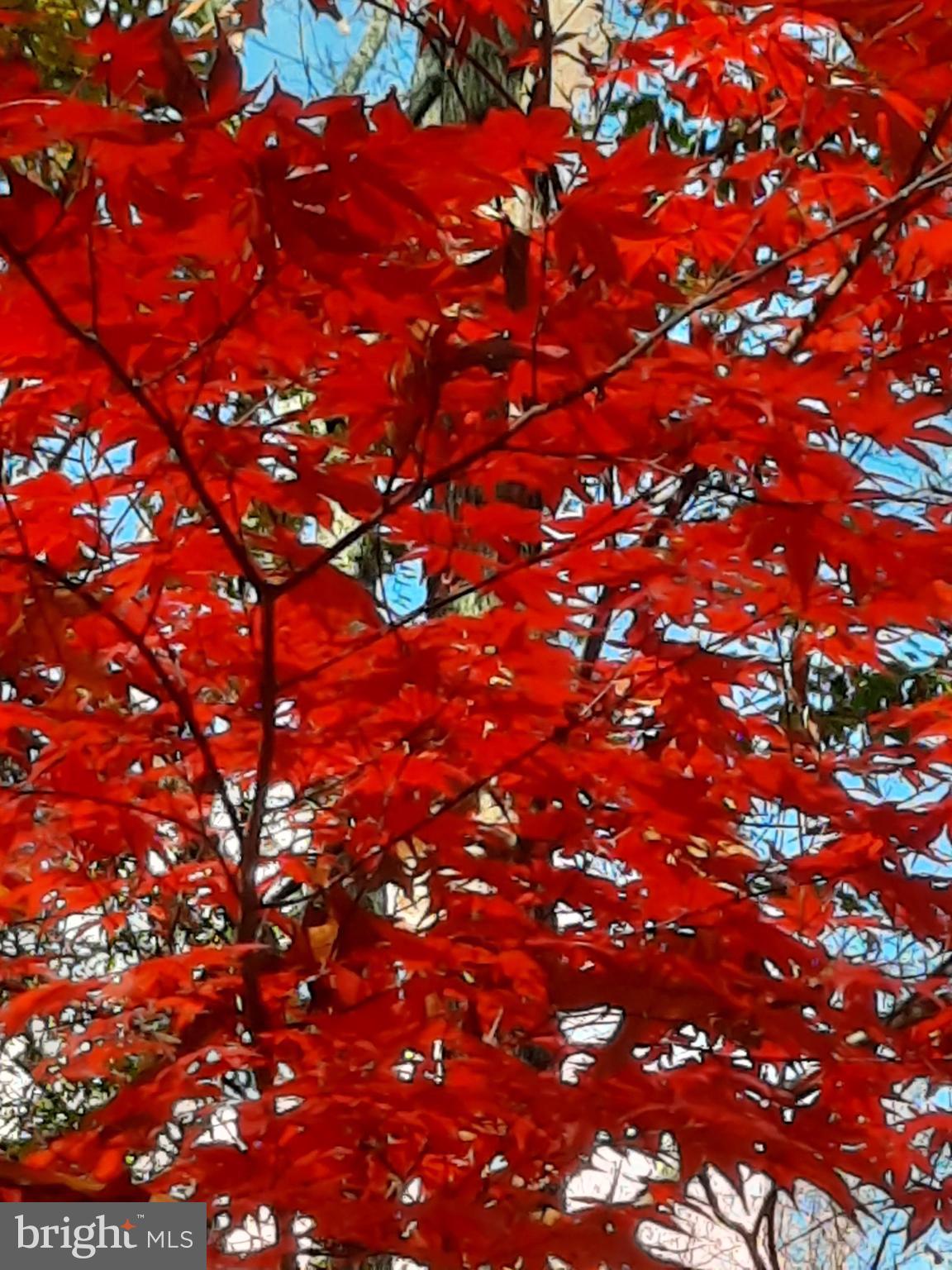 SHENANDOAH - Residential