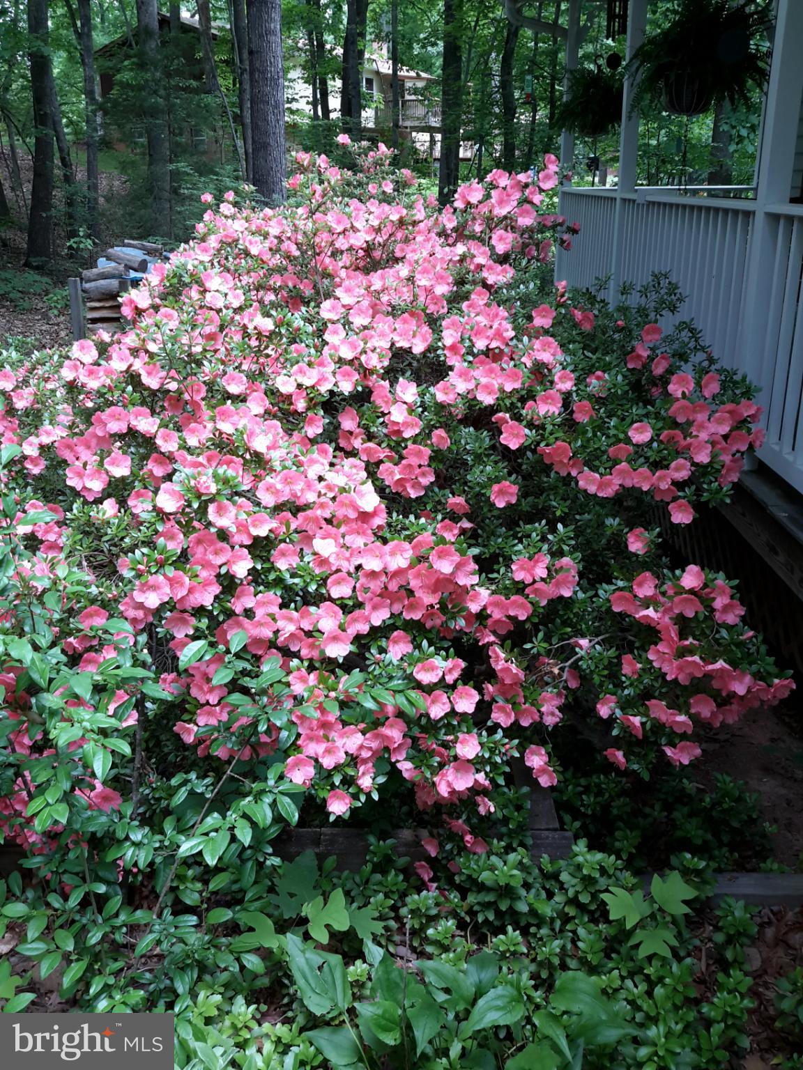 SHENANDOAH - Residential