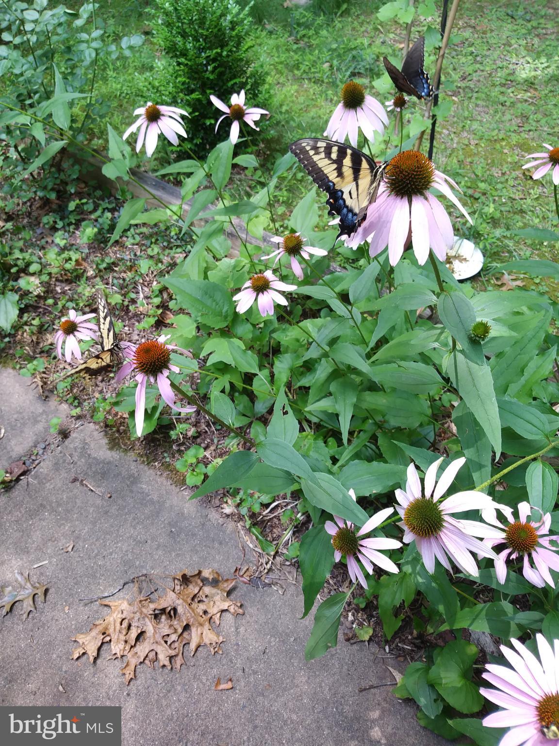 SHENANDOAH - Residential