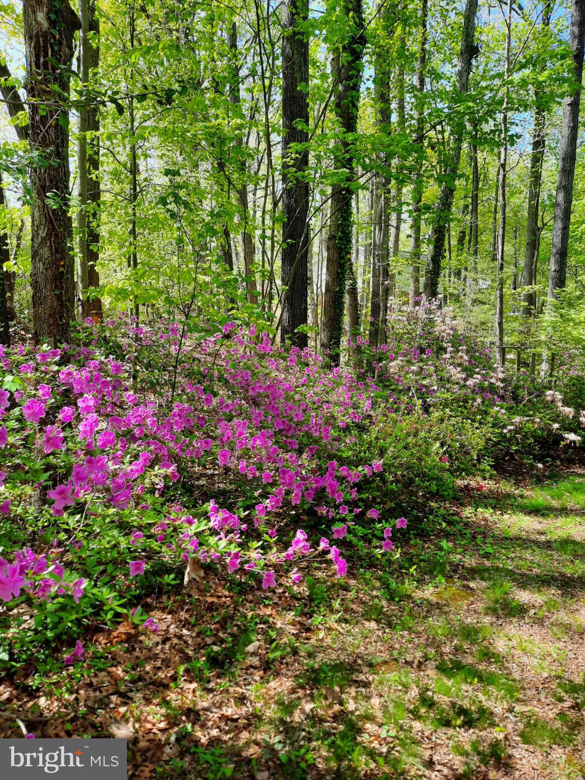 SHENANDOAH - Residential