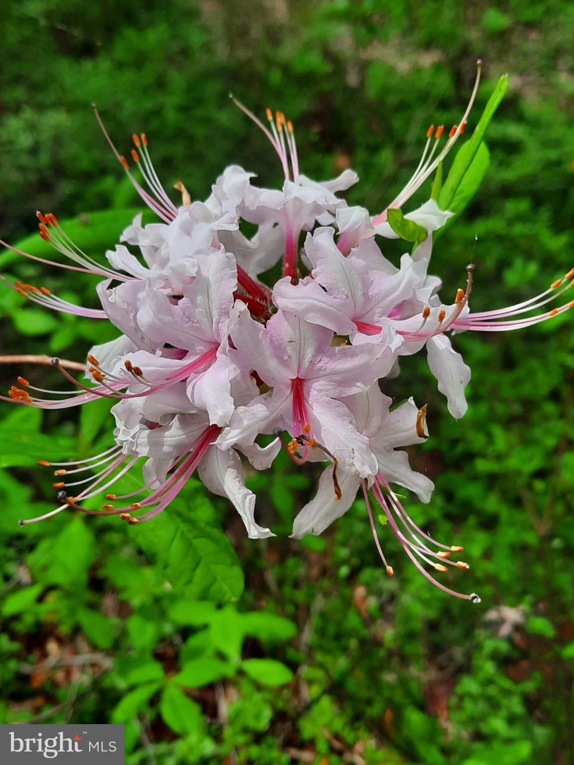 SHENANDOAH - Residential