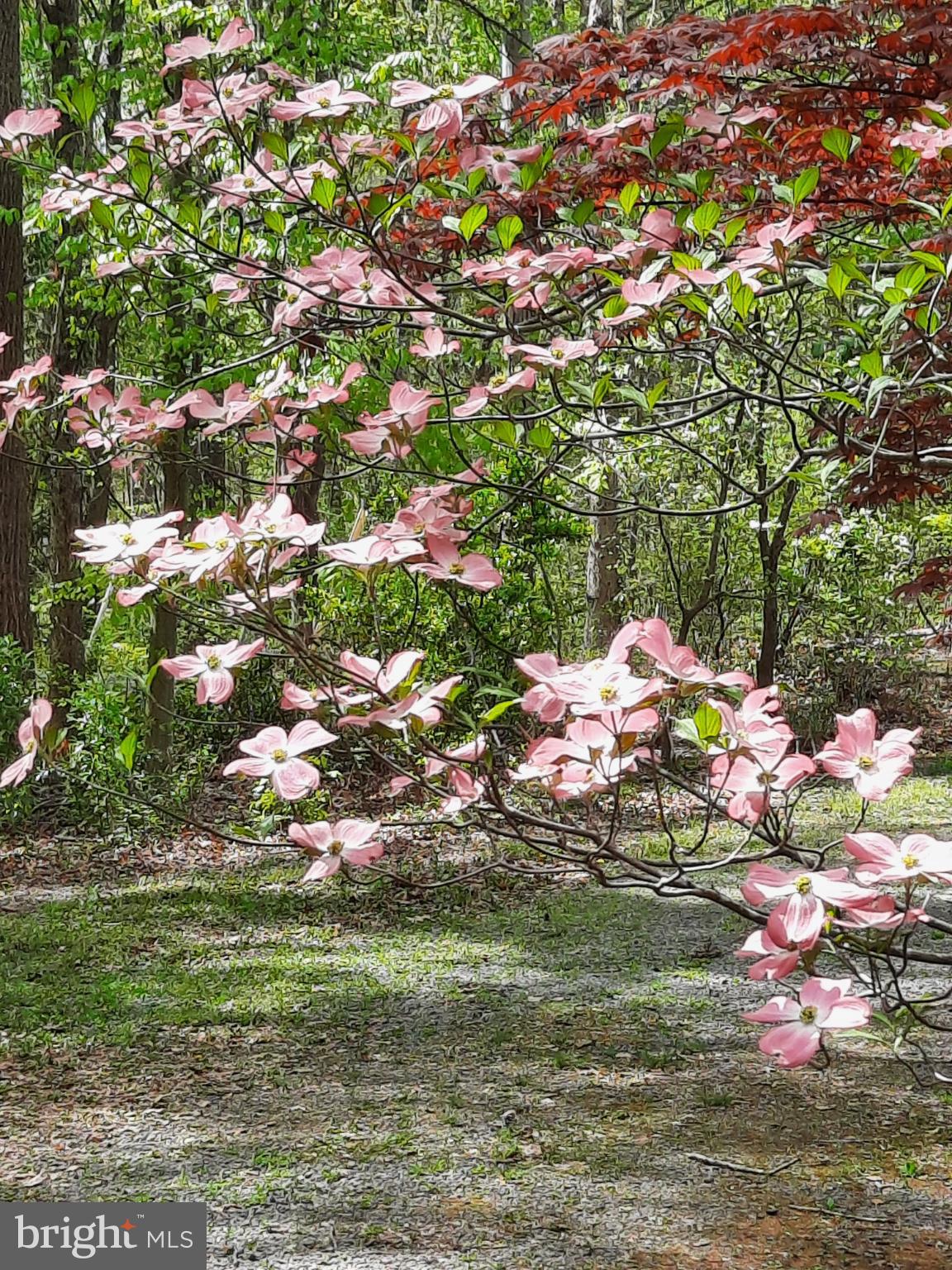 SHENANDOAH - Residential