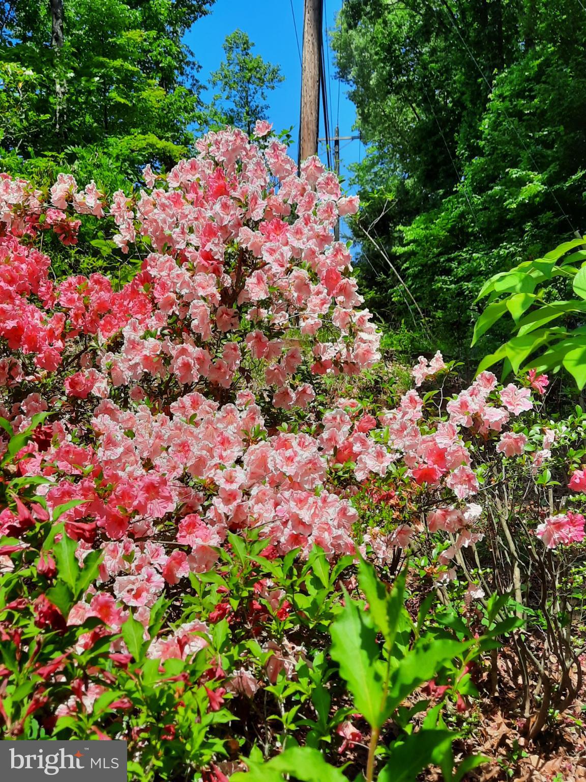 SHENANDOAH - Residential