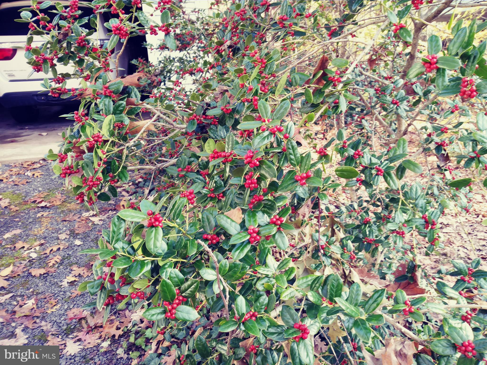 SHENANDOAH - Residential