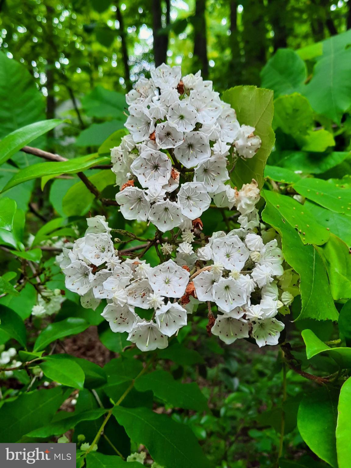 SHENANDOAH - Residential