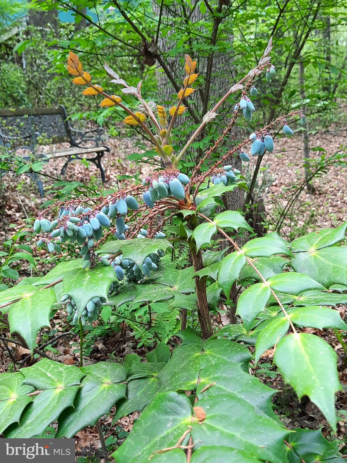 SHENANDOAH - Residential