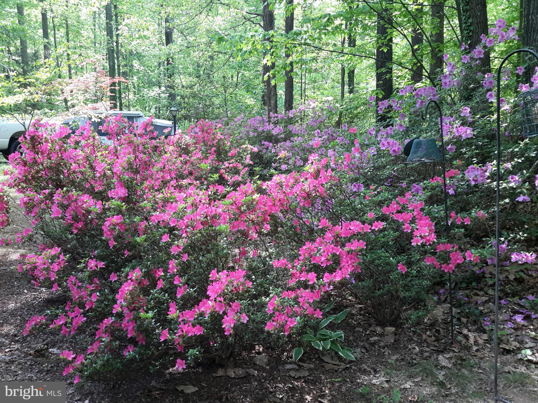 SHENANDOAH - Residential