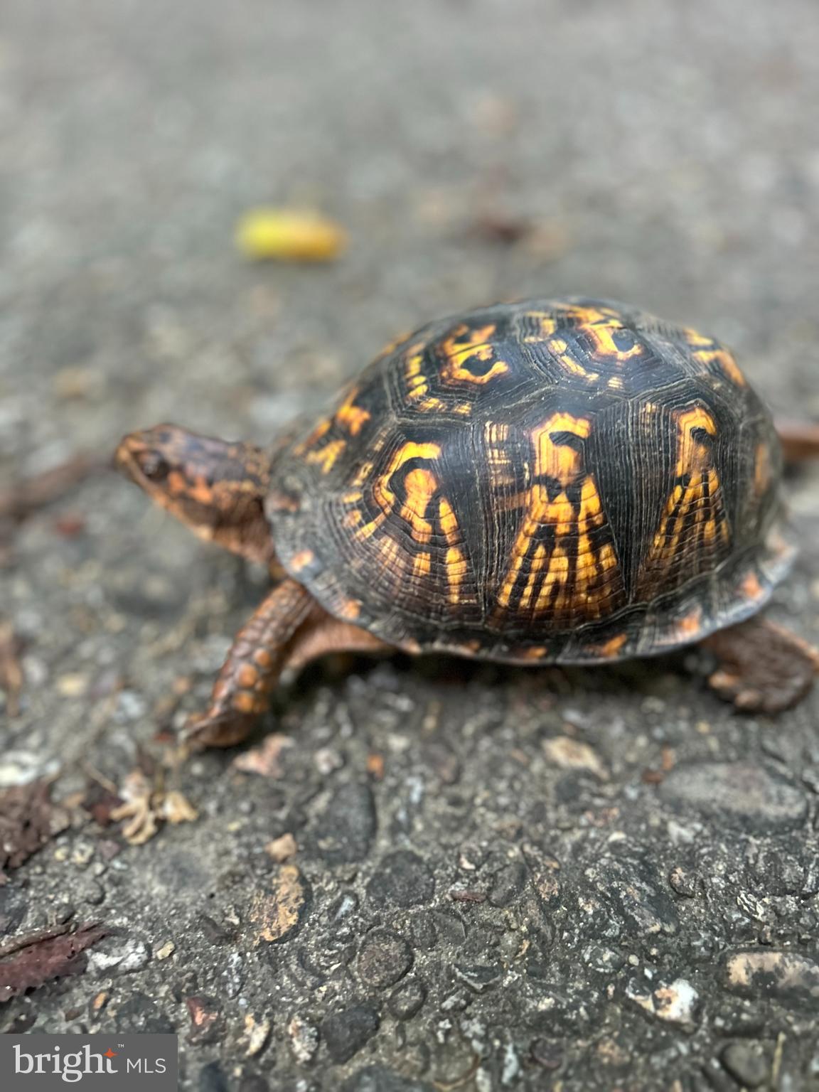 SADDLE RIDGE - Residential