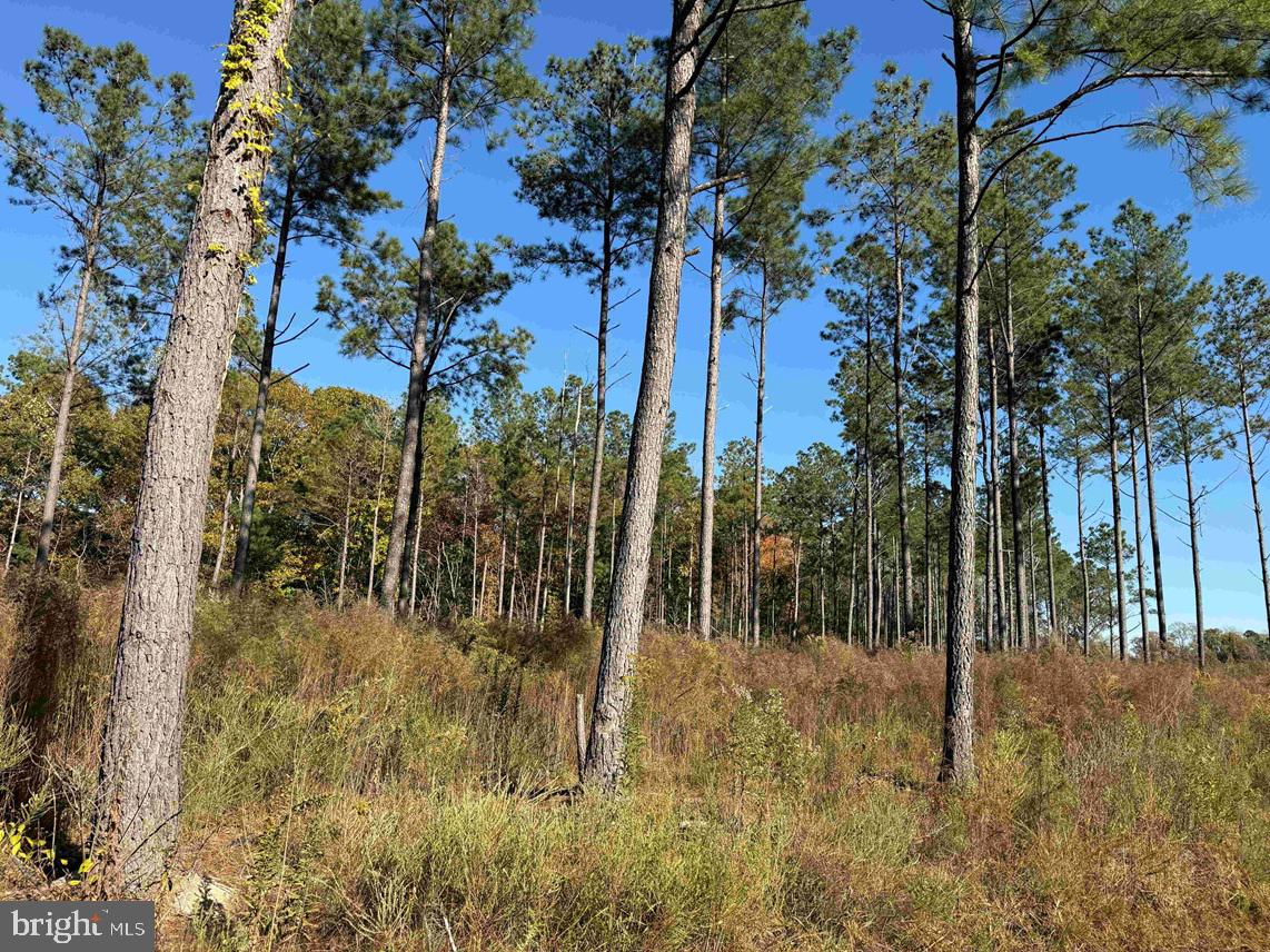 GREY FARM ROAD-JAMESVILLE, NC (TRACT: GREY FARM)