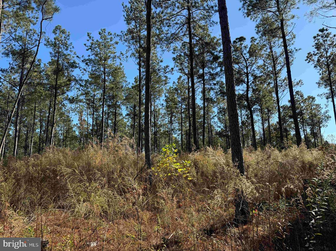 GREY FARM ROAD-JAMESVILLE, NC (TRACT: GREY FARM)