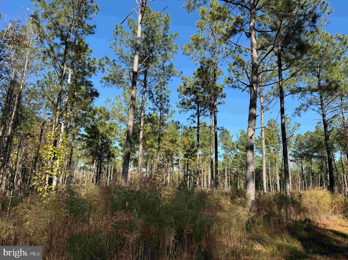 GREY FARM ROAD-JAMESVILLE, NC (TRACT: GREY FARM)