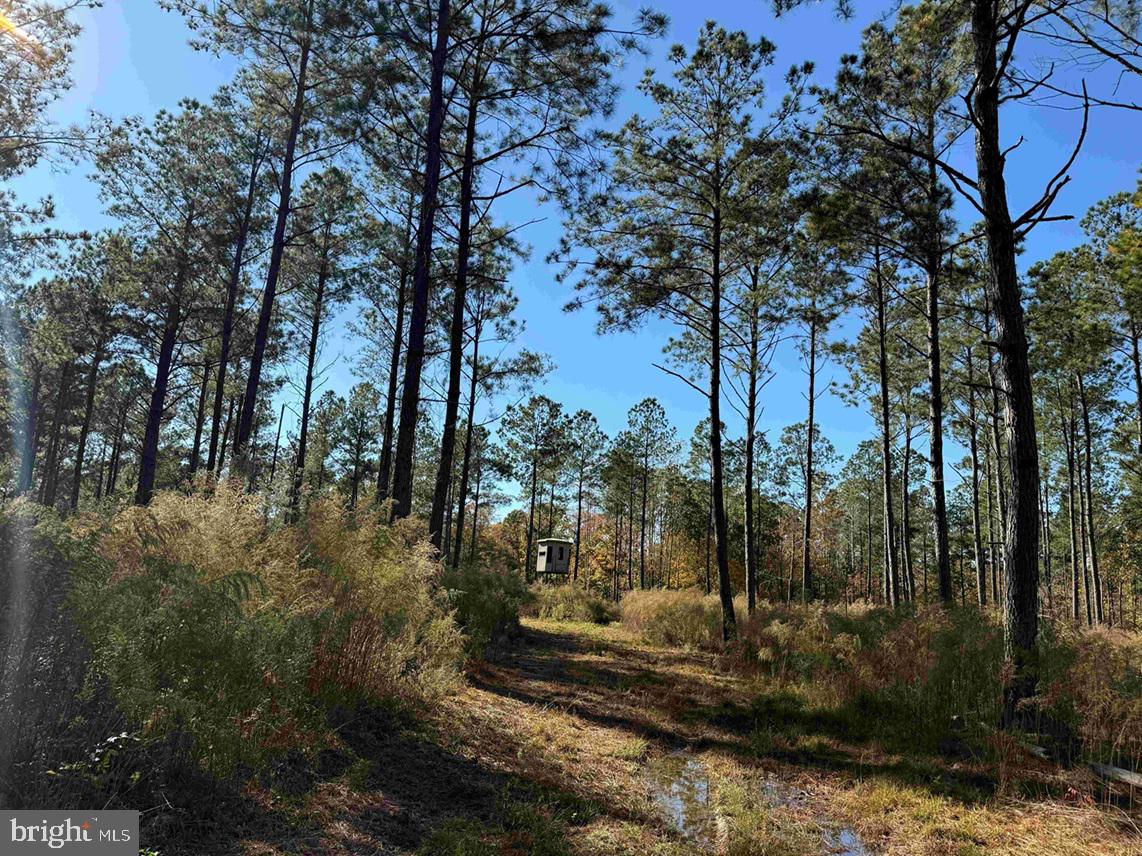 GREY FARM ROAD-JAMESVILLE, NC (TRACT: GREY FARM)