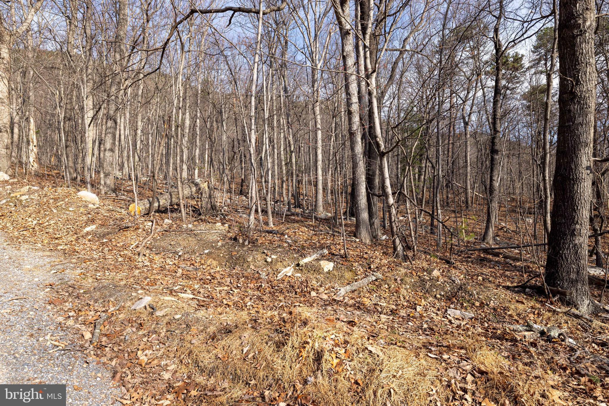SHENANDOAH FOREST - Land