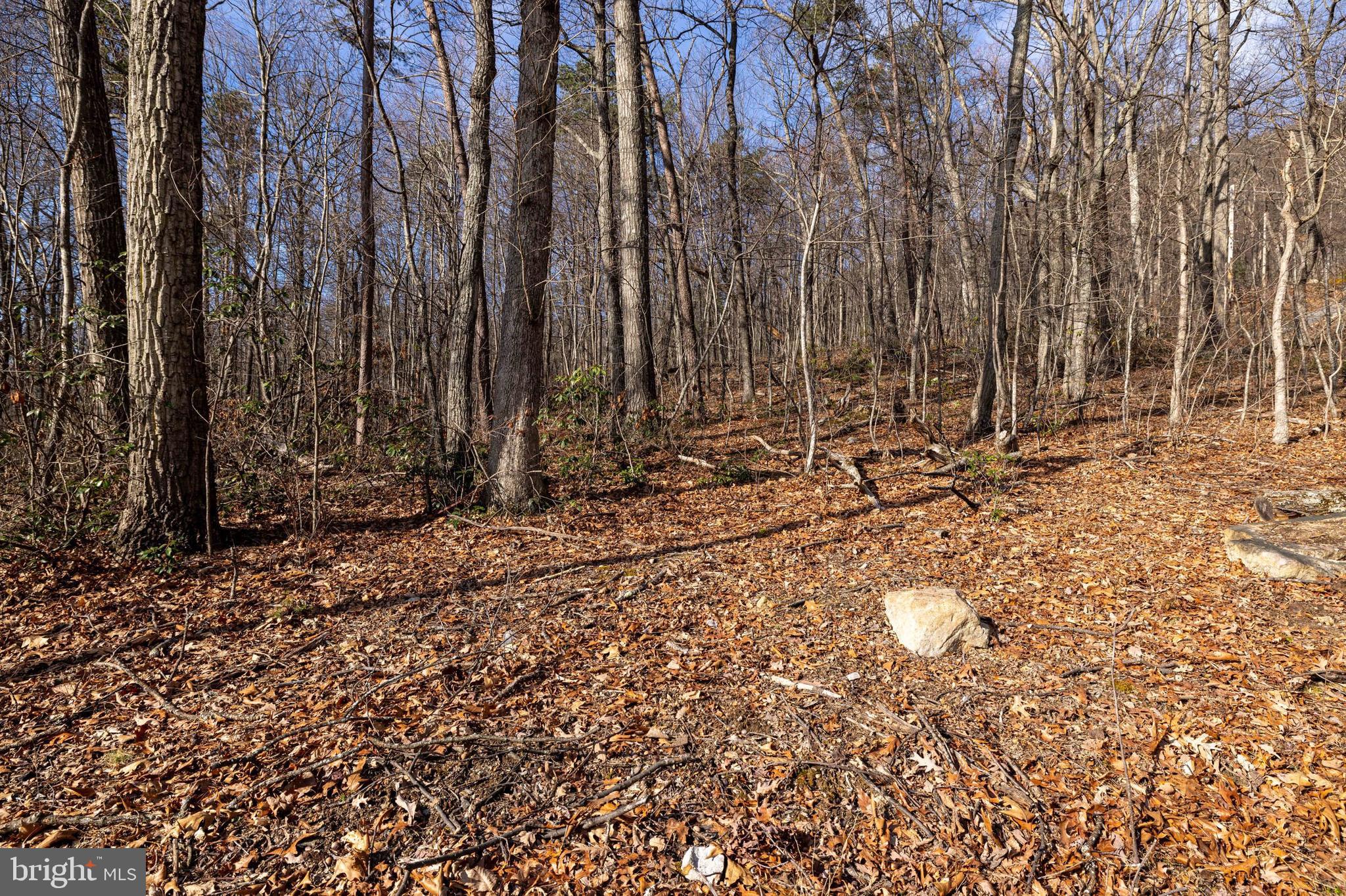 SHENANDOAH FOREST - Land