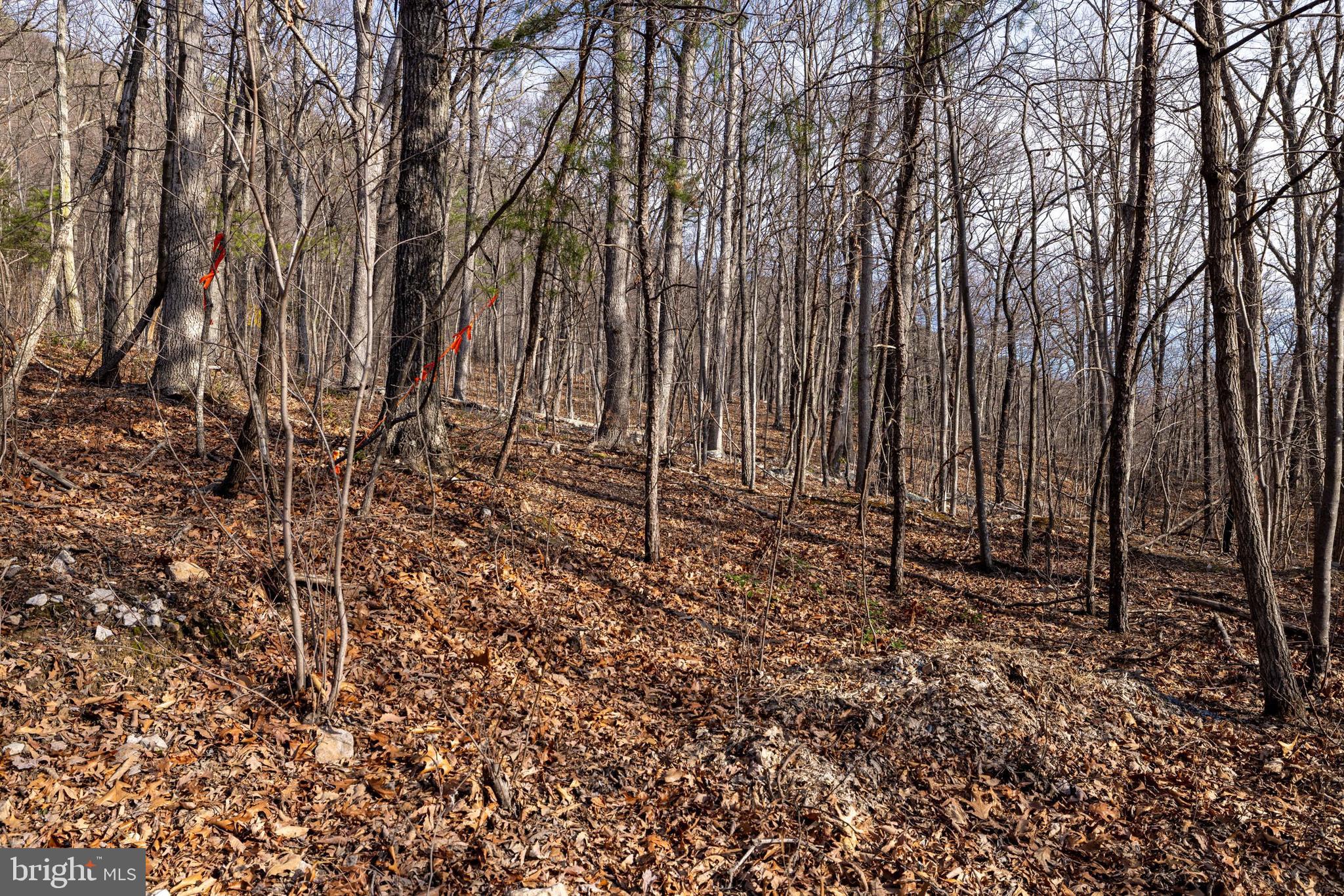 SHENANDOAH FOREST - Land