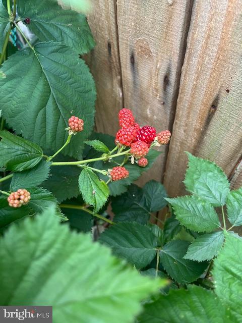 CEDAR PARK - Residential