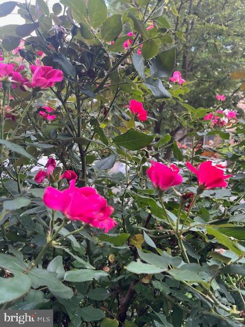 CEDAR PARK - Residential