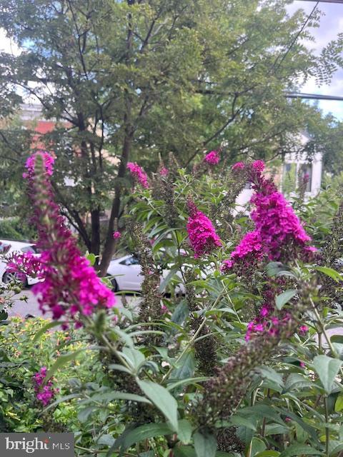 CEDAR PARK - Residential