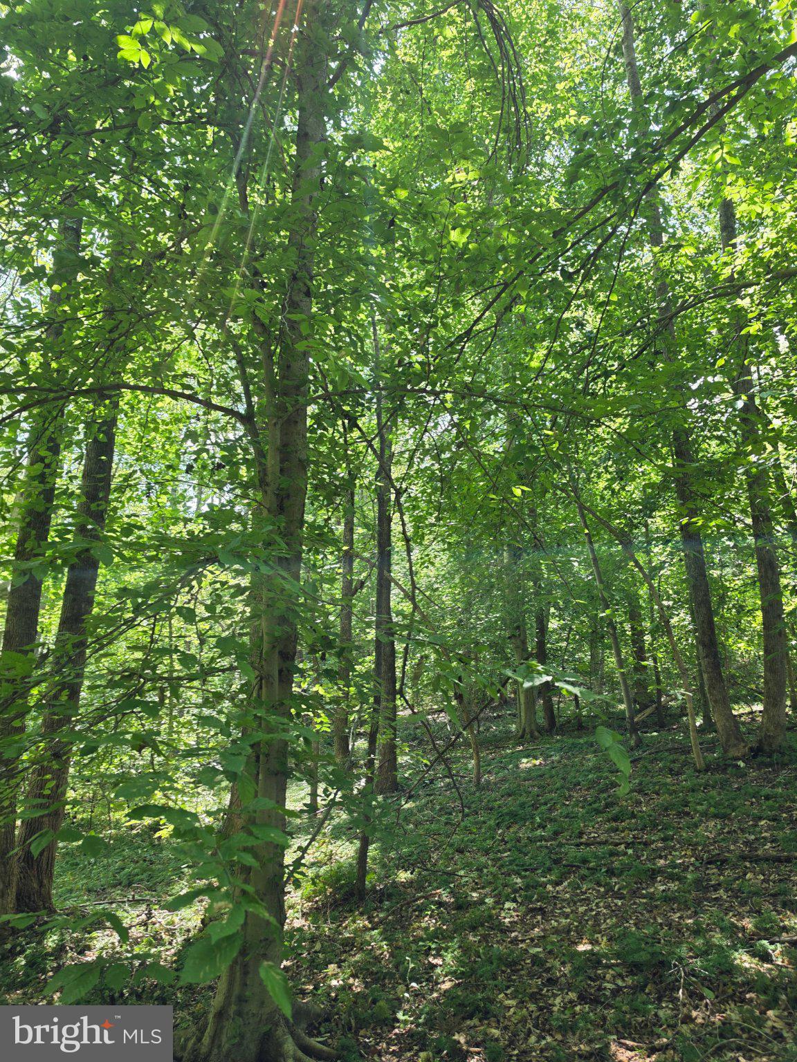 JOHNSON HOLLOW