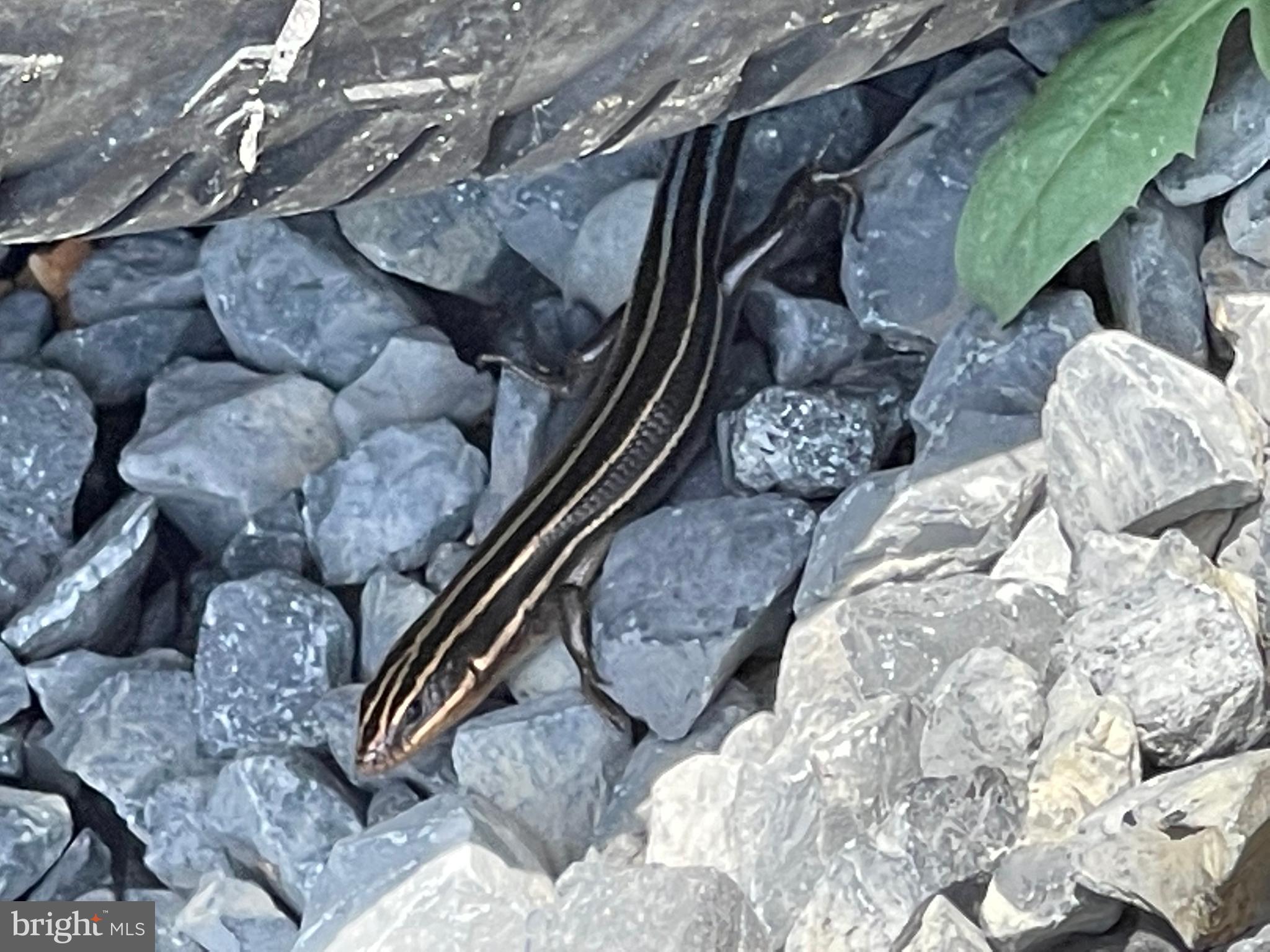 GREAT NORTH MOUNTAIN WILDERNESS - Residential