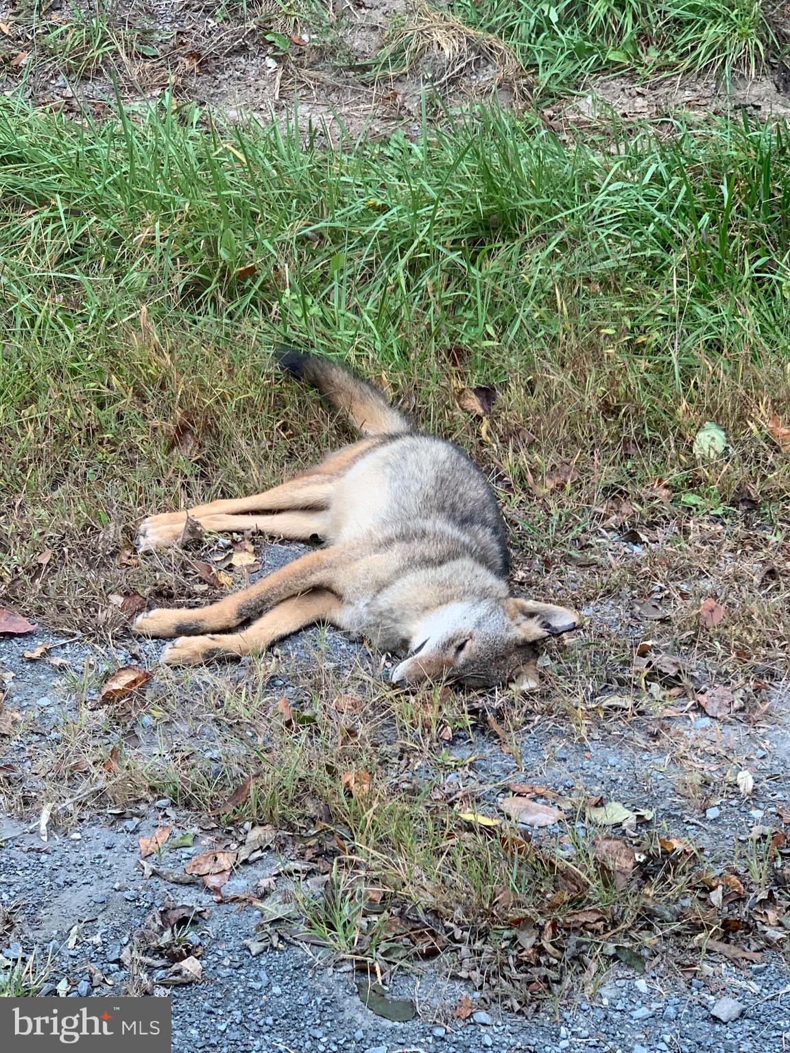GREAT NORTH MOUNTAIN WILDERNESS - Residential