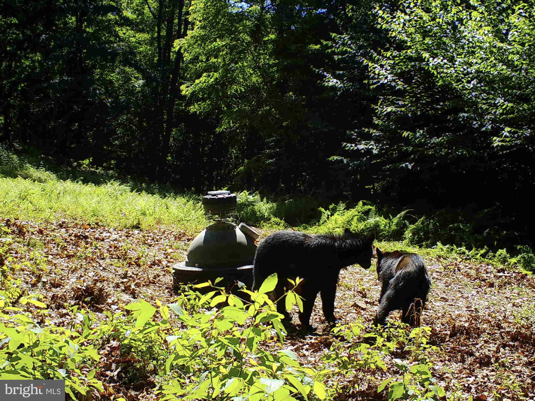 GREAT NORTH MOUNTAIN WILDERNESS - Residential