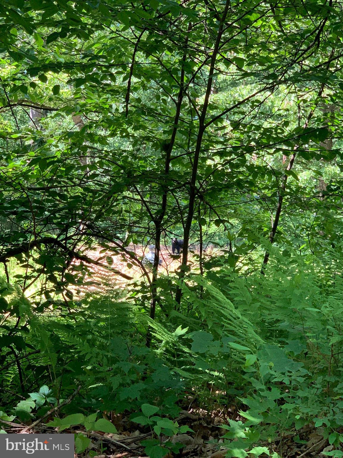 GREAT NORTH MOUNTAIN WILDERNESS - Residential