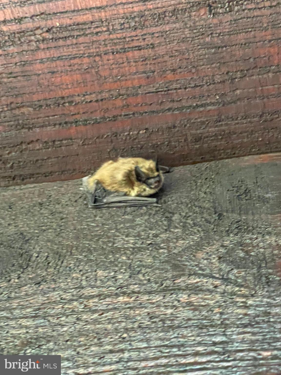 GREAT NORTH MOUNTAIN WILDERNESS - Residential