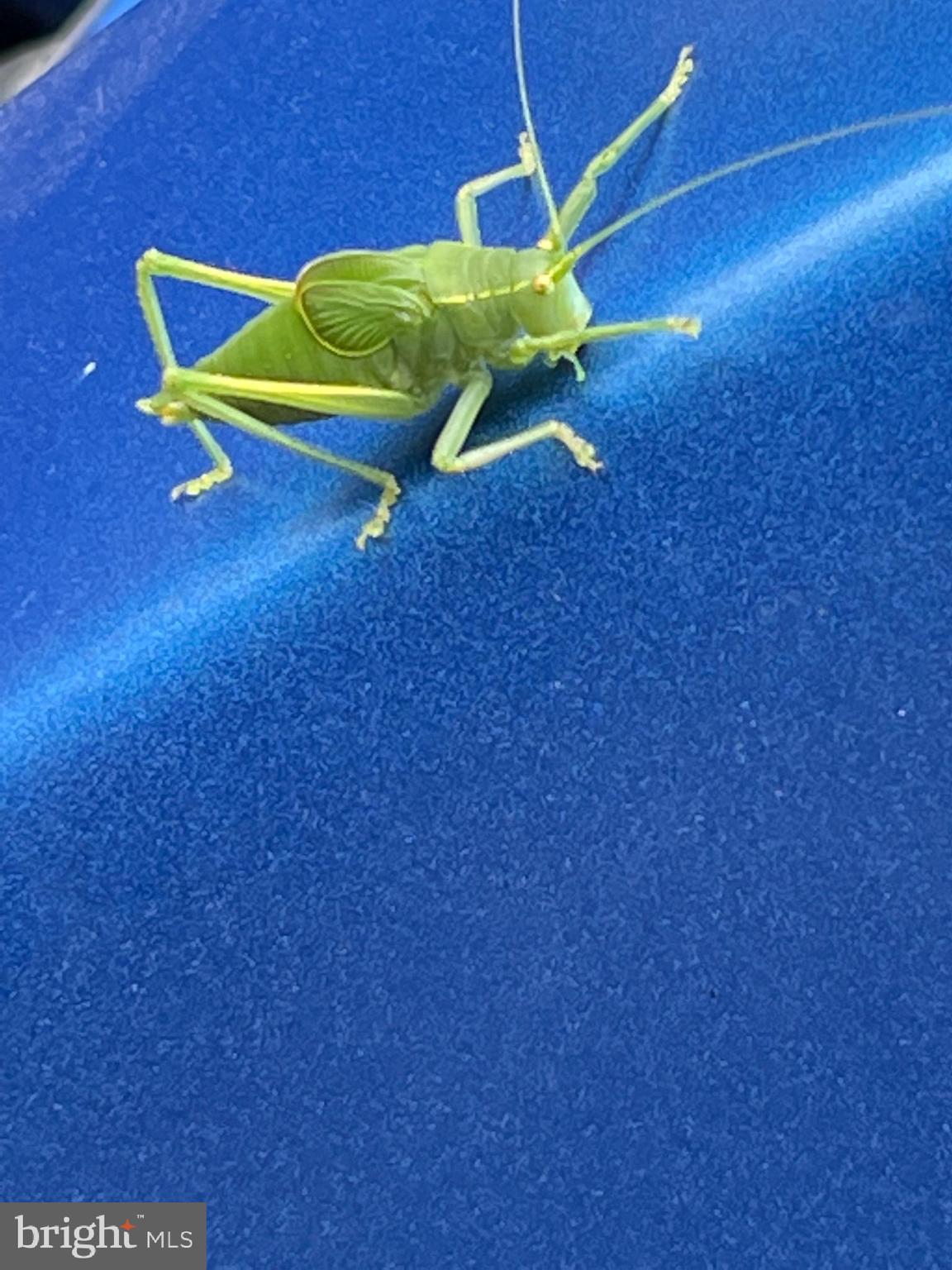 GREAT NORTH MOUNTAIN WILDERNESS - Residential