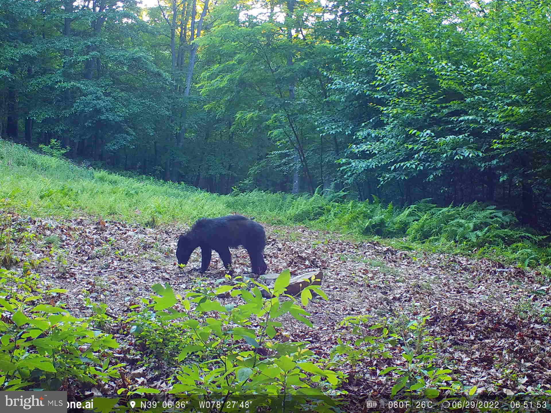 GREAT NORTH MOUNTAIN WILDERNESS - Residential