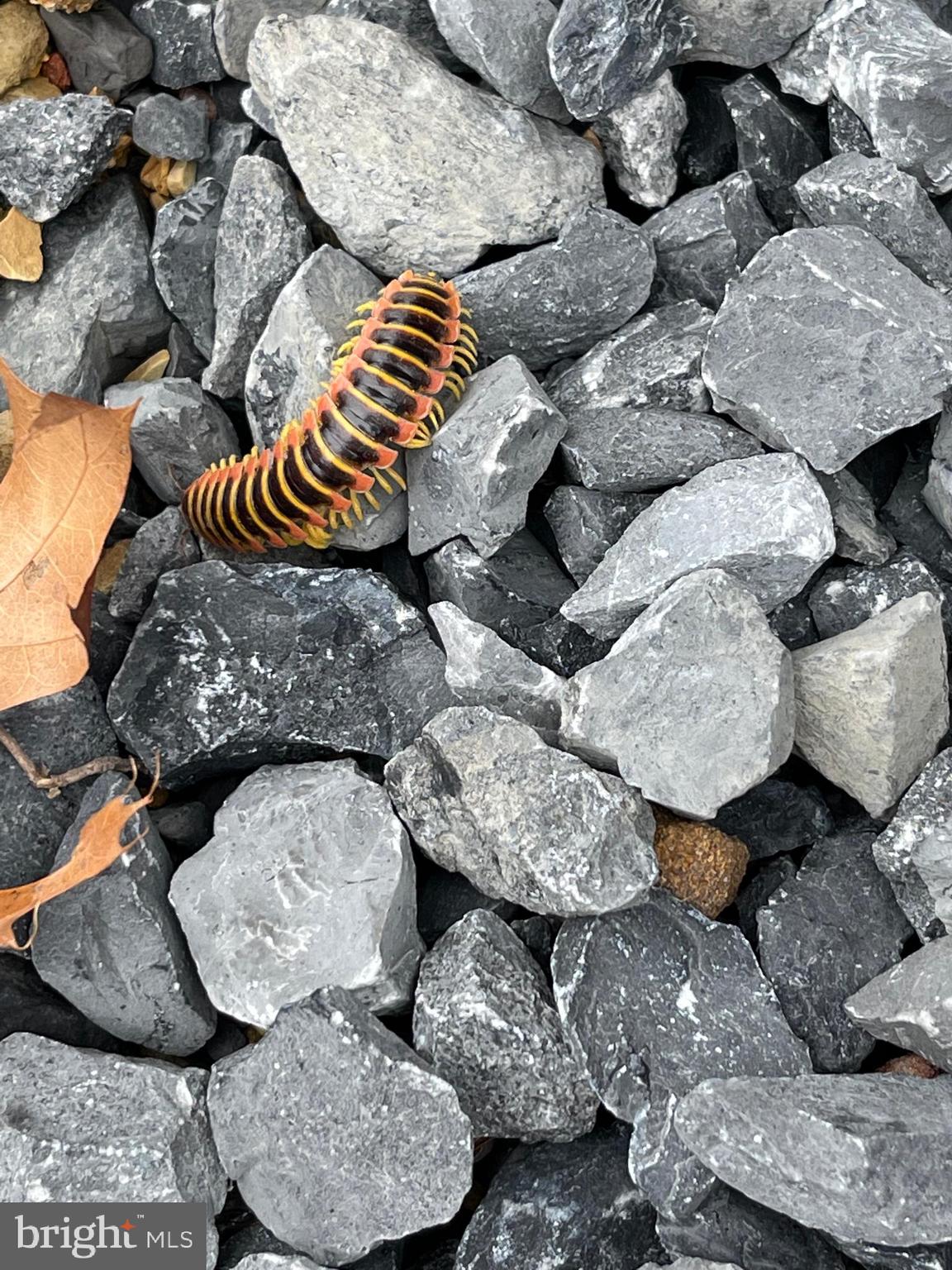 GREAT NORTH MOUNTAIN WILDERNESS - Residential