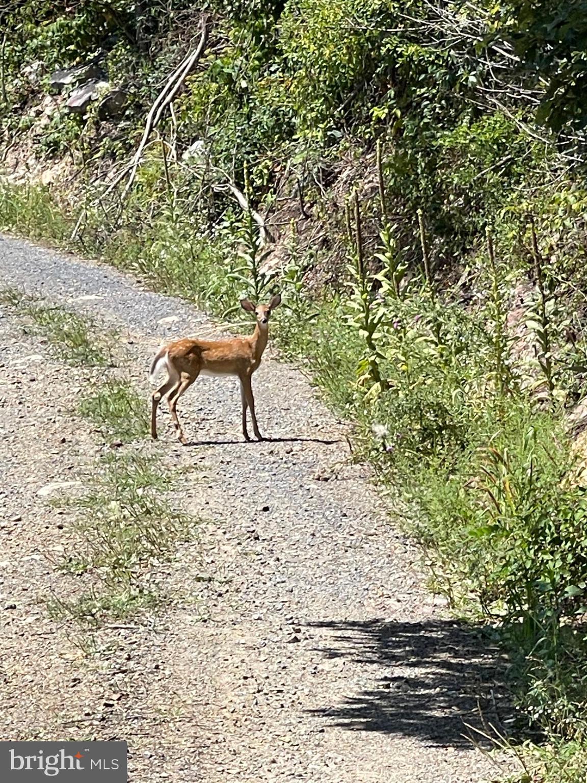 GREAT NORTH MOUNTAIN WILDERNESS - Residential